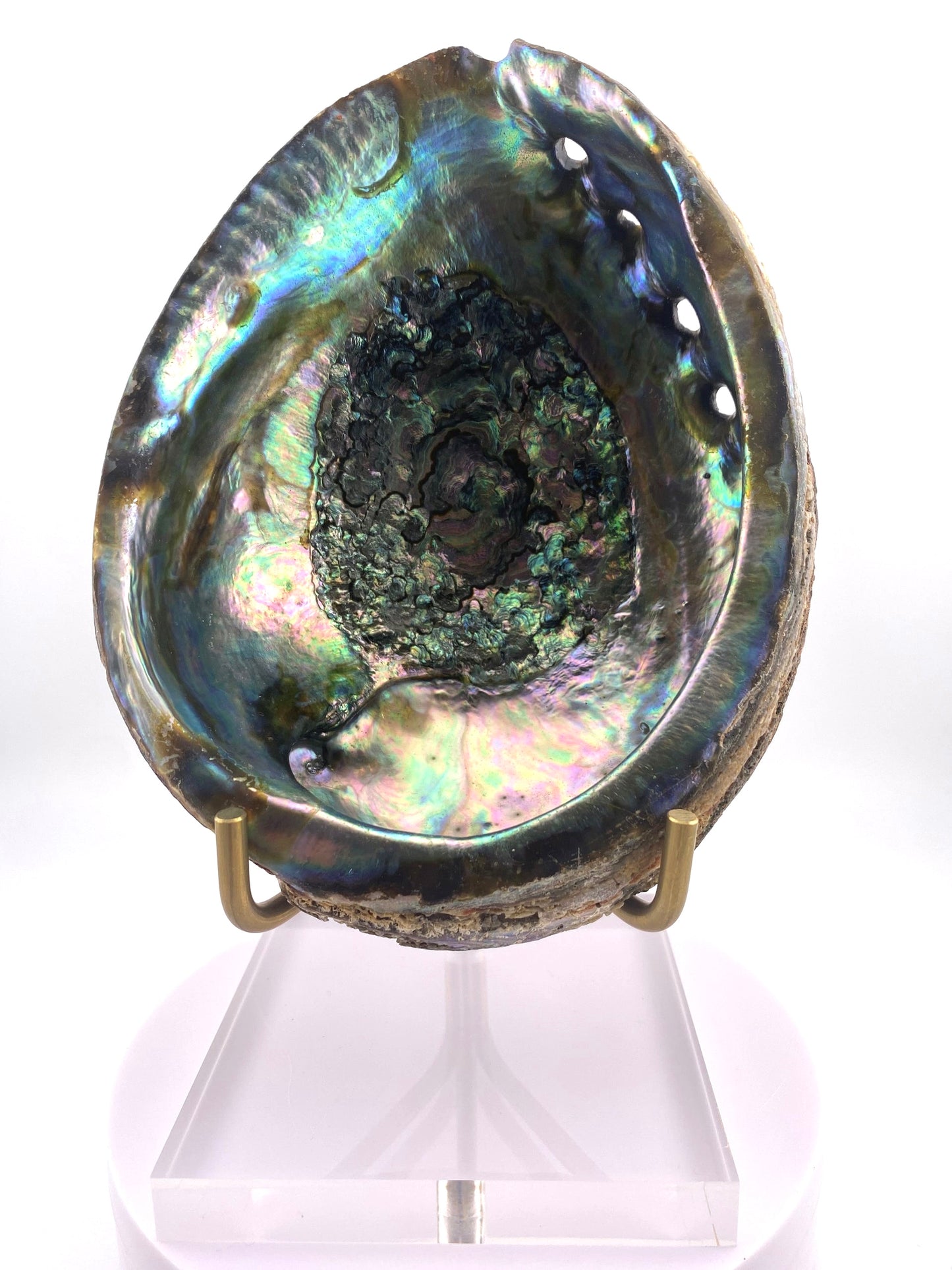 Abalone Shell